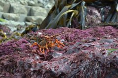 紐西蘭地震上萬鮑魚上岸當地如此處理(組圖)