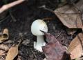 美國：加州發現世界上最致命蘑菇(圖)
