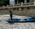 厦门松柏湖现大量死鱼每天打捞16船(图)