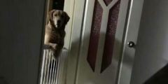 猎犬每晚都盯着主人睡觉原因令人心酸(图)