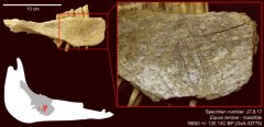 早一万年人类在24000年前就在北美生活(组图)