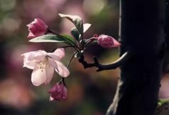 【天雪】花非花双调･忆江南(组图)