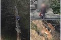 誤入虎口傳浙江老虎噬人真相(圖)