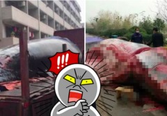 【1.7中國速瞄】開腸破肚大鯨魚當街遭屠殺(組圖)