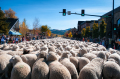 壮观爱达荷州绵羊节千只绵羊过街道(视频)