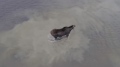 无人机拍下驼鹿激战饿狼(视频)