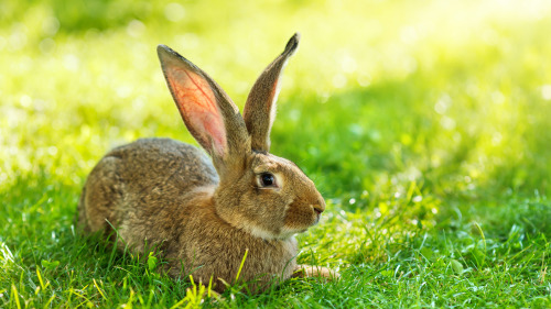 肖兔人39歲將迎來福運最旺的時候，萬事順心如意，生活明朗快樂！