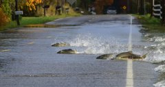 你肯定沒見過華盛頓州魚過公路的奇觀(視頻)