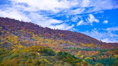 〔清平乐〕节日——重阳･登高(组图)