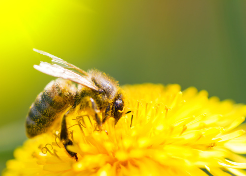 向心力最棒的就是蜜蜂。