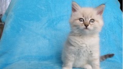 猫咪被丢进洗衣机洗了45分钟竟还活着(图)