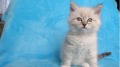 猫咪被丢进洗衣机洗了45分钟竟还活着(图)