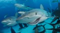 潜水员海中放血引鲨结局出乎意料(视频)