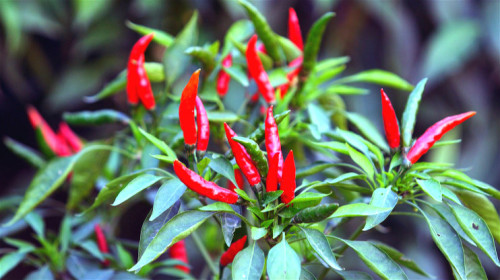 辣椒中有辣椒素，可有效改善食欲不振。