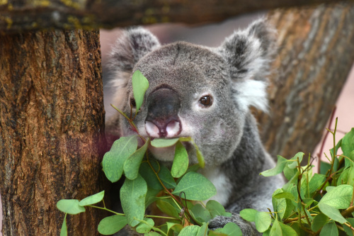 无尾熊是澳洲的特有种有袋类动物