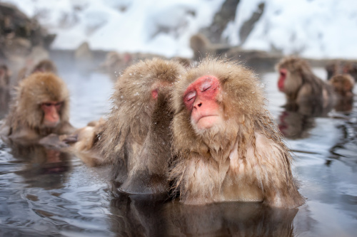 日本爱泡温泉的野生猴,脸上舒服的表情，就好像人类一样，非常有趣。