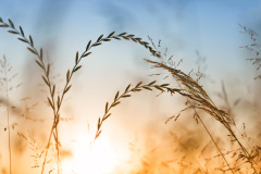 上天的警示光绪初年华北大旱灾(图)