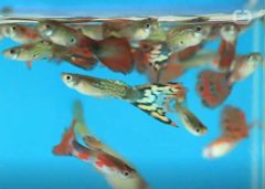 实验证实：鱼也有感情活动(组图)