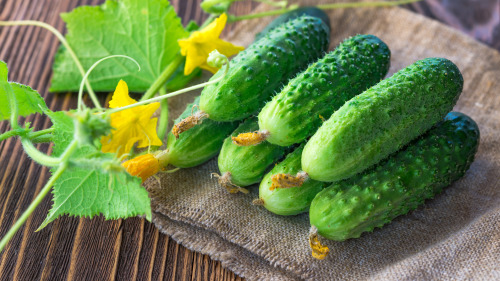 肥胖的人多吃黃瓜有減肥瘦身的作用。