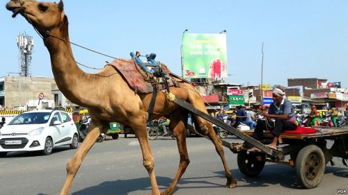 在古吉拉特邦的省级公路上，骆驼车与汽车同时在机动车道路上前行。