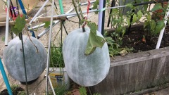 難得一見紐約街頭神奇的大冬瓜(視頻)