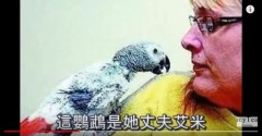男子死后转世成鹦鹉与妻子再相聚(视频)
