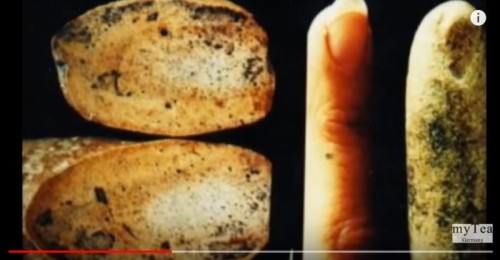 一億年前的手指化石顛覆了人類歷史
