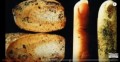 一亿年前的手指化石颠覆了人类历史(视频)