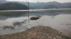 廣東疑爆牛瘟民恐大規模染病(圖)