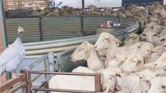 这只澳洲鸡不想做鸡竟然成了牧羊犬(组图)