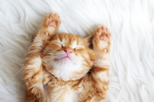 猫为补充精力，睡眠时间比较其它动物长久。