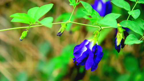 蝶豆花富含花青素，具有抗氧化、抗发炎作用。