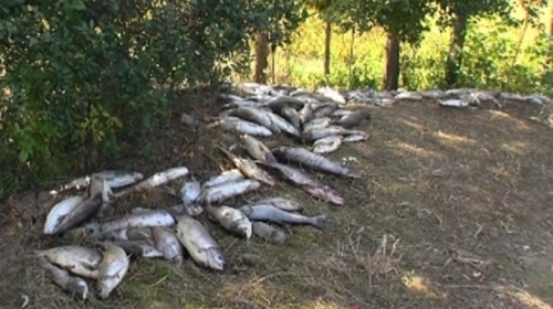 浙江魚塘疑被投毒6500公斤魚一夜亡