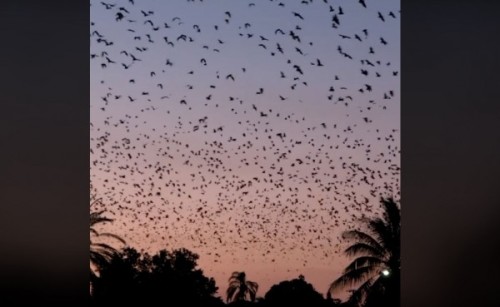 15万蝙蝠来袭澳洲小镇天空黑鸦鸦