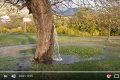 会喷水的树木让人不敢相信(视频)