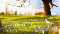 瀕死體驗：那個地方很美彷彿所有東西都會發光(圖)