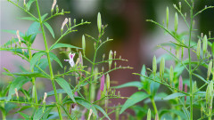 一棵草治好甲溝炎「穿心蓮」清熱解毒抗癌(圖)