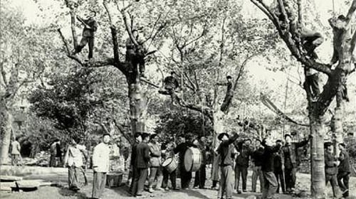 中共在全国各地展开了疯狂的捕雀运动（图示），破坏了生态平衡，上海等城市树木害虫大发