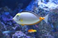 生物史上最大騙局遮掩了一百多年(圖)