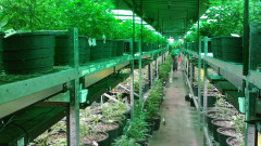中国公民美非法种大麻!涉案金额达八千万(图)