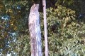 平淡无奇的枯木发现令人惊奇的东西(视频)