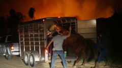 南加野火逼近牧场记者中断现场直播救马(组图视频)