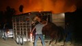 南加野火逼近牧場記者中斷現場直播救馬(組圖視頻)