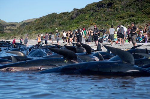 令人心碎的拯救逾400头鲸鱼搁浅新西兰海滩图/视频