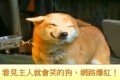 看见主人就会笑的狗网络爆红（视频）(图)