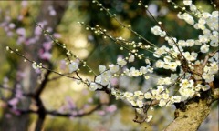 【天雪】藏头诗万恶淫为首---情人节寄语(组图)