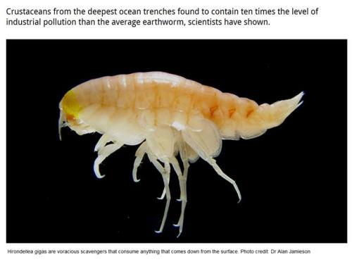 化學毒傳最深海溝蝦比中國最毒蟹高50倍