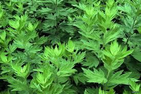 艾草其实是神奇植株，有浓烈香气，还有温经、去湿、散寒等功效。