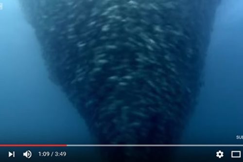 数万只小鱼形成海中“龙卷风”