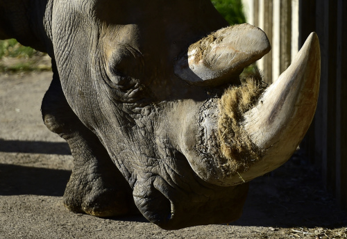 犀牛顶着“大金角”住在法国动物园被猎杀